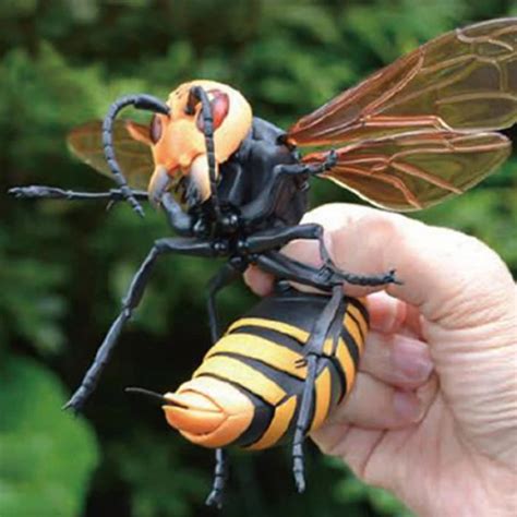 tigerhead wasp